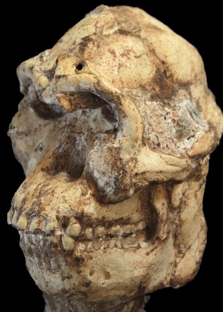 Illustration for article titled New Fossil Dating Technique Casts Doubt On Human Origins